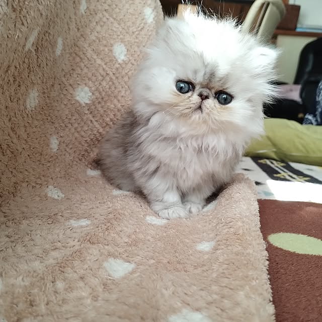 makaronさんの実例写真