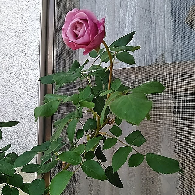 hiroさんの実例写真