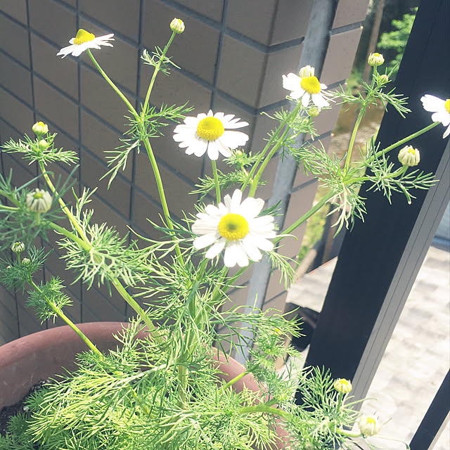 soraさんの実例写真