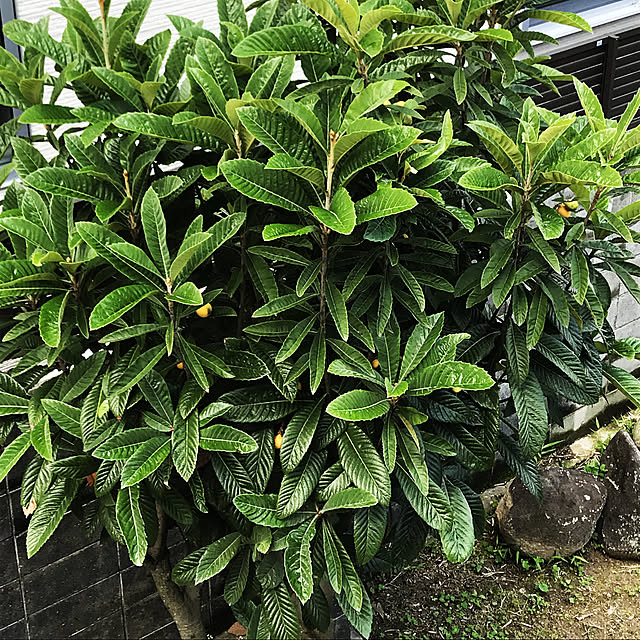 rizumu4649さんの実例写真