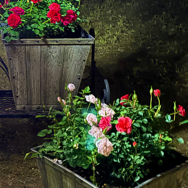 Fleur_さんの部屋