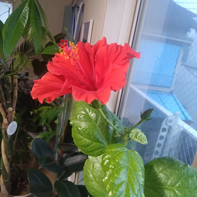 NAOKIさんの部屋