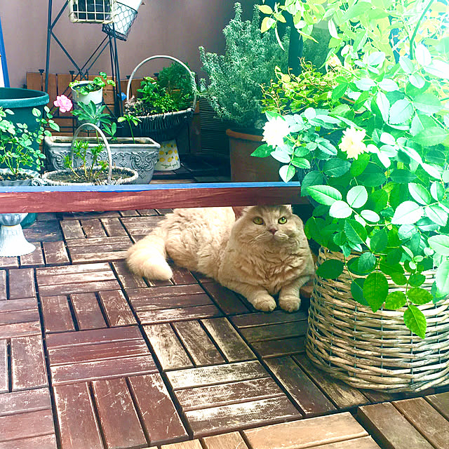 naokoさんの部屋