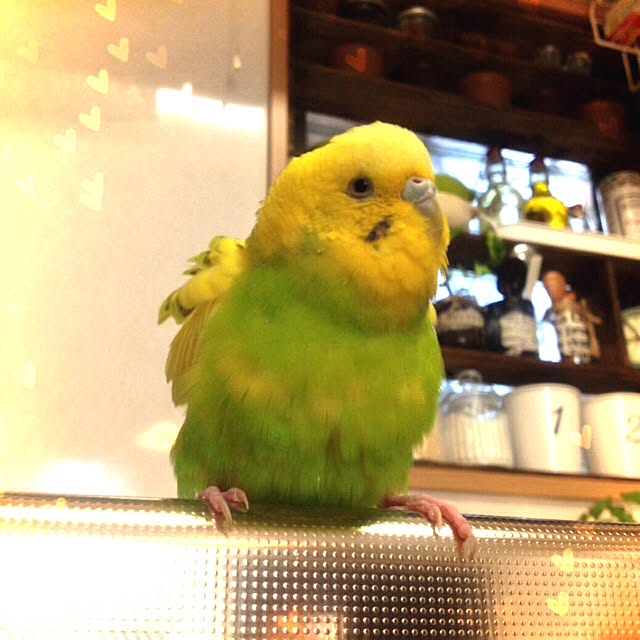 Sachuさんの実例写真