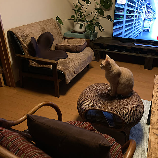 mikan161さんの実例写真