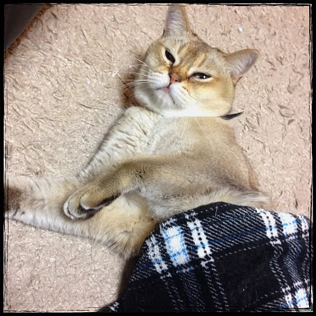 Mayuさんの実例写真