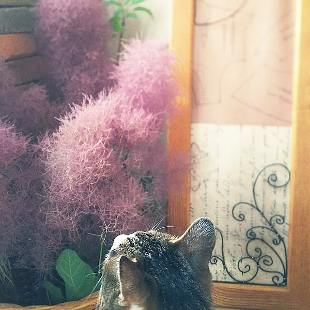 rinさんの実例写真