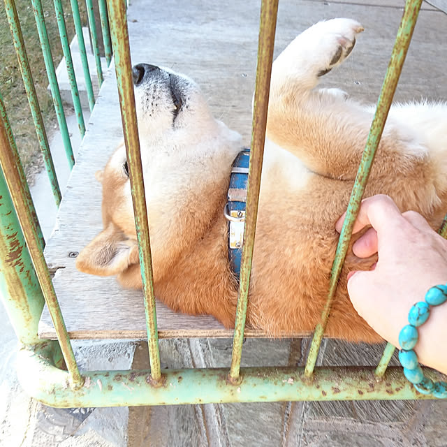bonobono54さんの実例写真