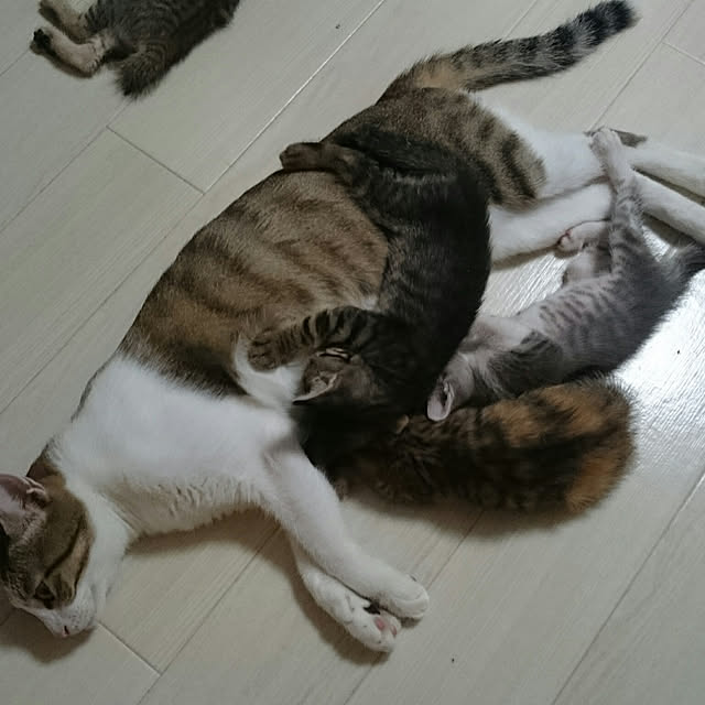 gurikoさんの実例写真