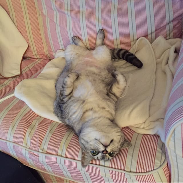CHIEさんの実例写真