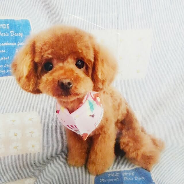 chipinoさんの実例写真