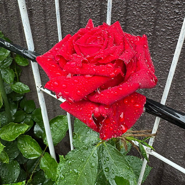 RoseLife5818さんの部屋