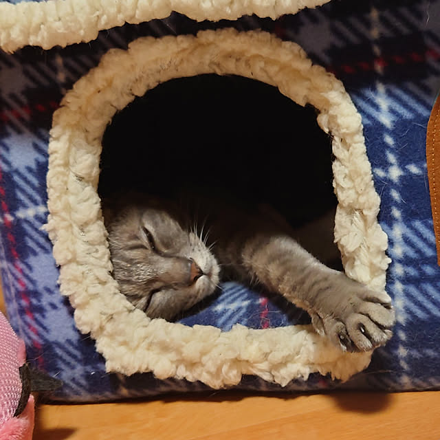 shihoさんの実例写真