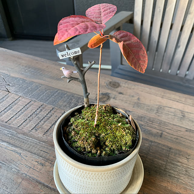 観葉植物/机のインテリア実例 - 2020-12-21 16:15:41