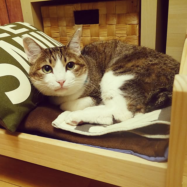 yossyさんの実例写真