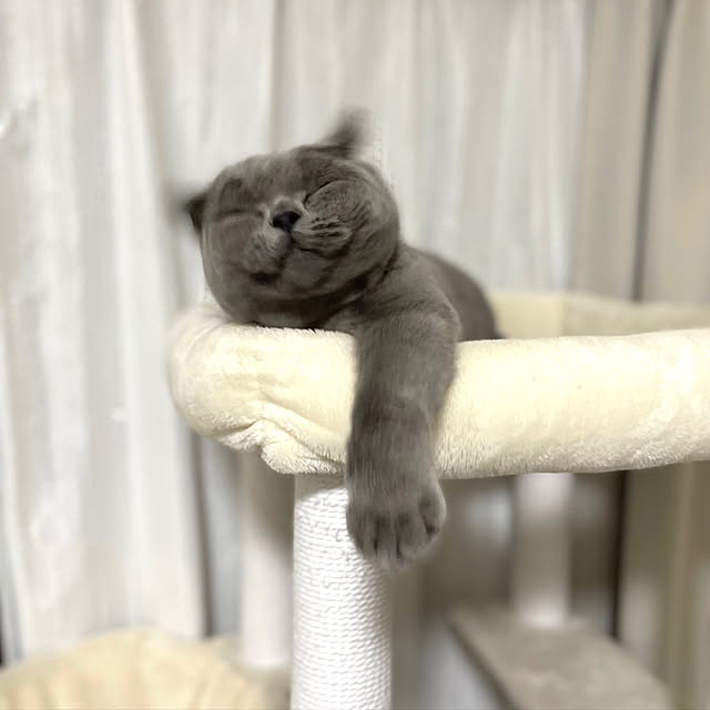 kittyさんの実例写真