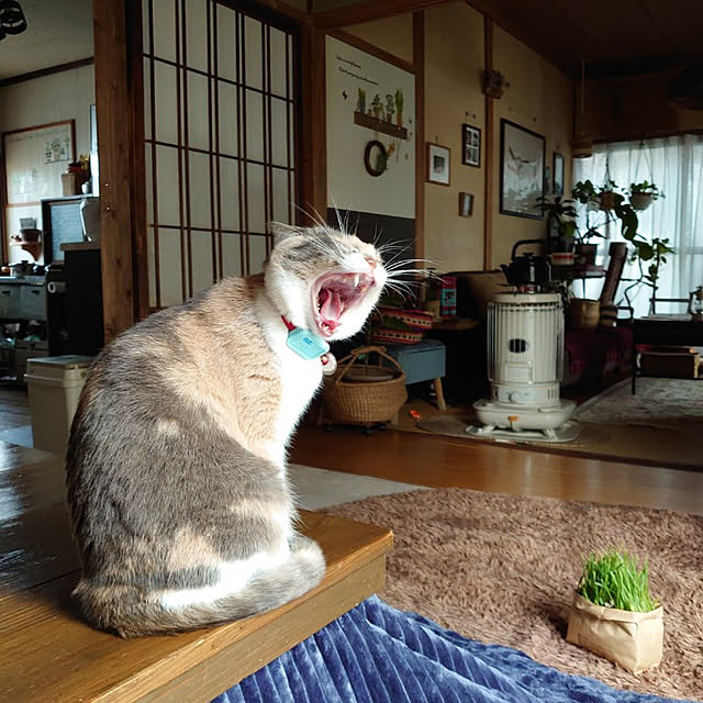 fukuさんの実例写真