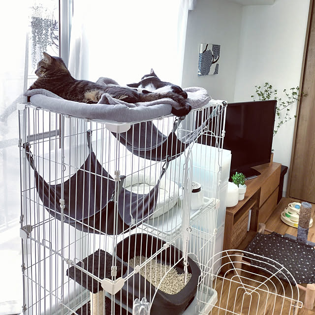 hihaさんの実例写真