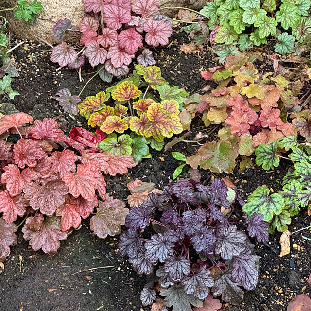 mamizaさんの部屋