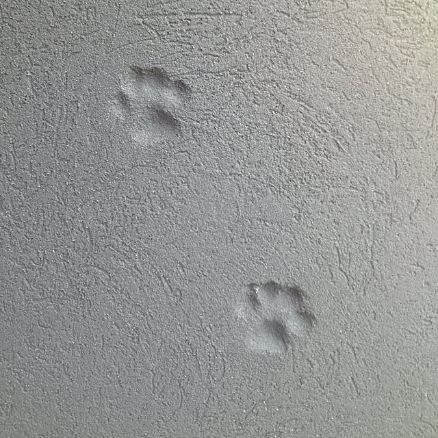 dannboko10さんの実例写真