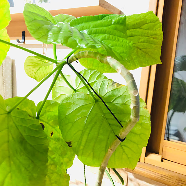 CoffeeHouseさんの部屋