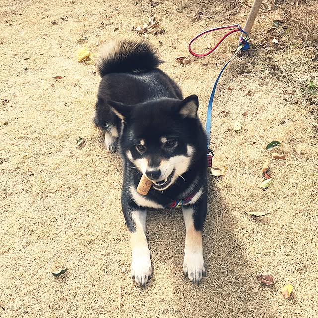 maimaiさんの実例写真