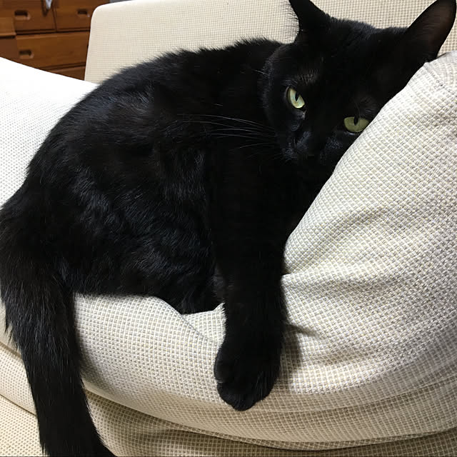 kirakirahoshiさんの実例写真