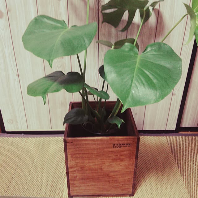 kao3さんの実例写真