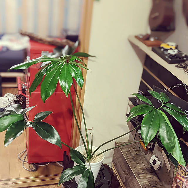GINさんの実例写真
