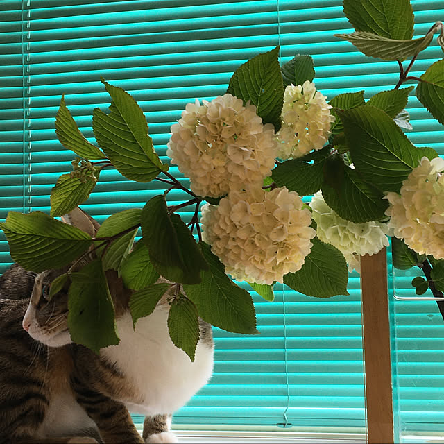 nobikoさんの実例写真