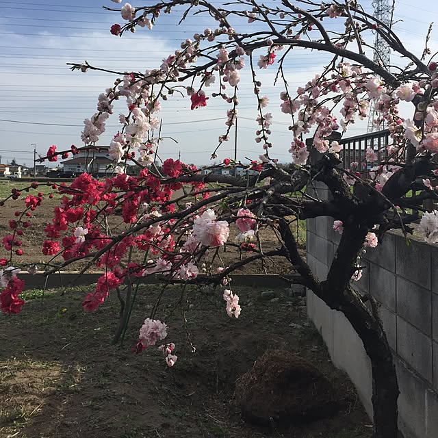 muraさんの実例写真
