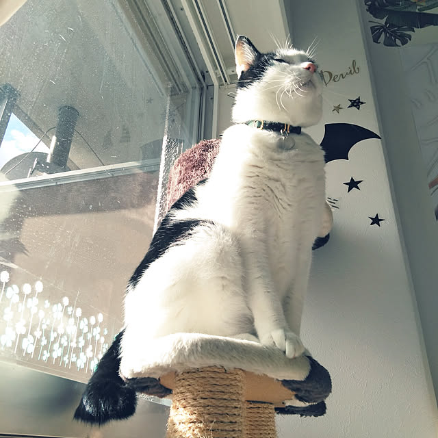 futukoさんの実例写真
