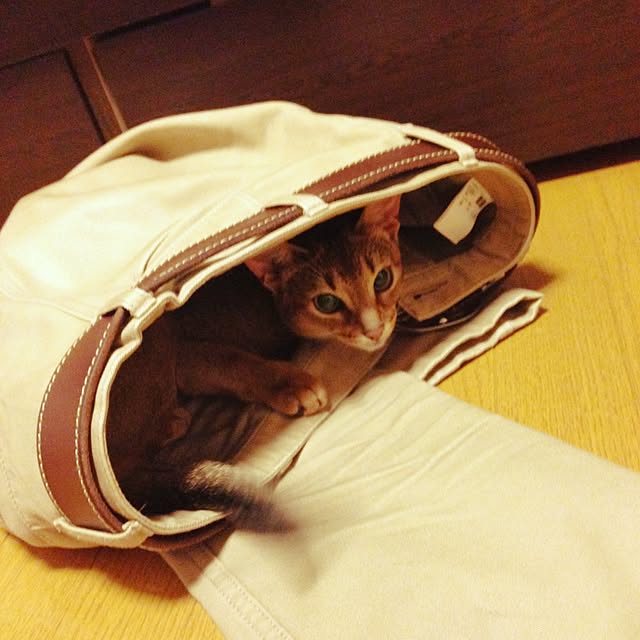 sakineko528さんの実例写真