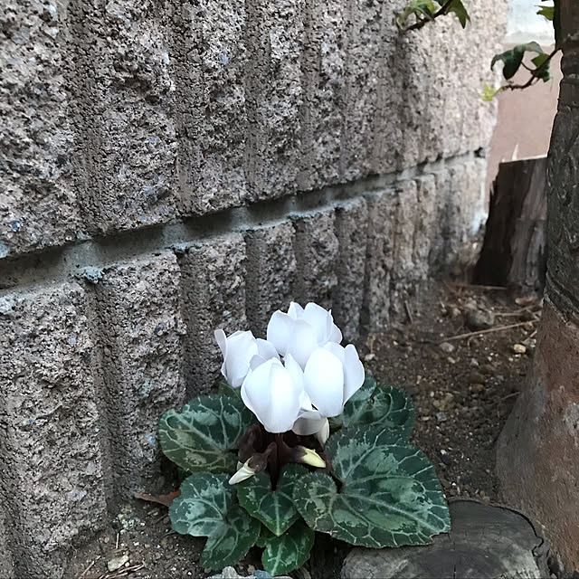 HIRAMEさんの実例写真