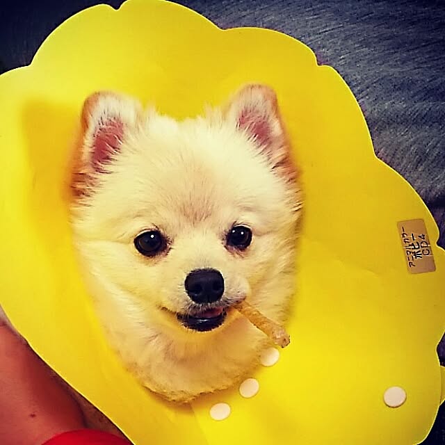 yuki15さんの実例写真