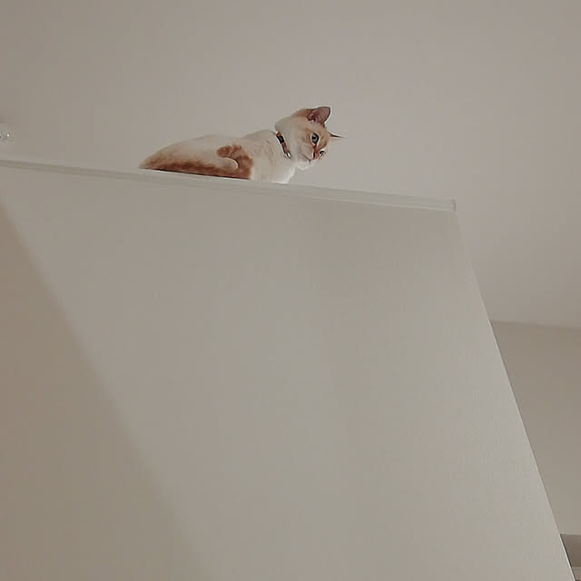 nikeyamaさんの実例写真