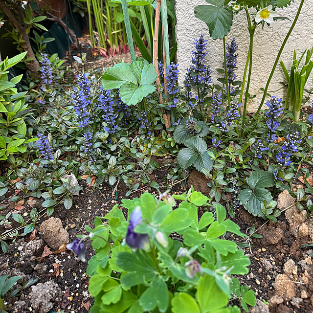 mamizaさんの部屋