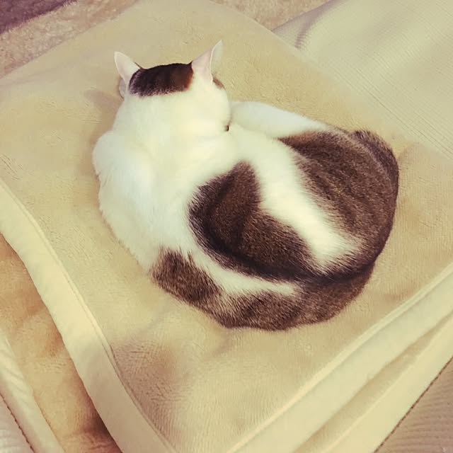 niko-25さんの実例写真