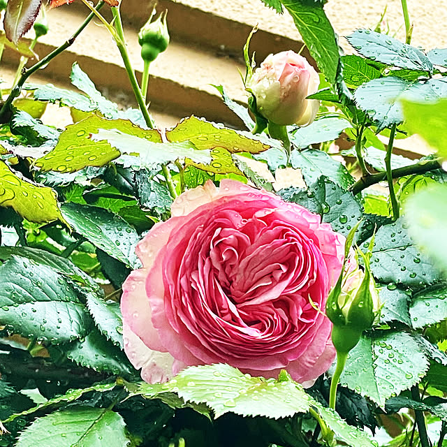 asako.10さんの実例写真