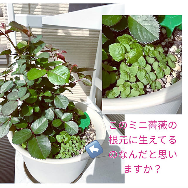 mo-nosukeさんの実例写真