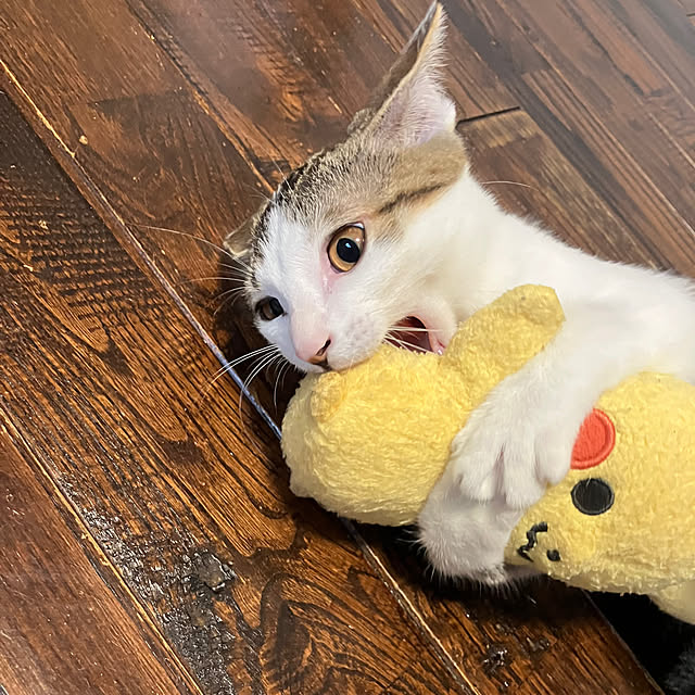 ha_koさんの部屋