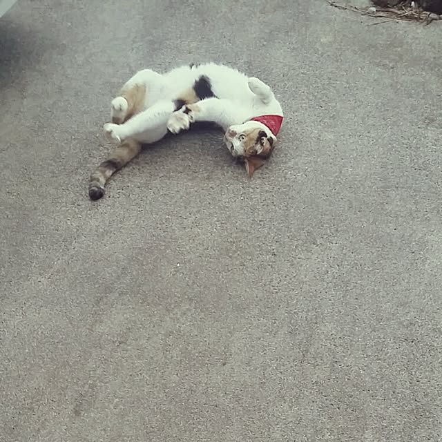 実例写真