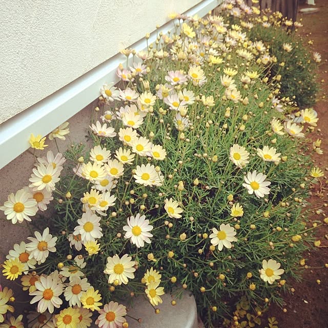 matricariaさんの実例写真