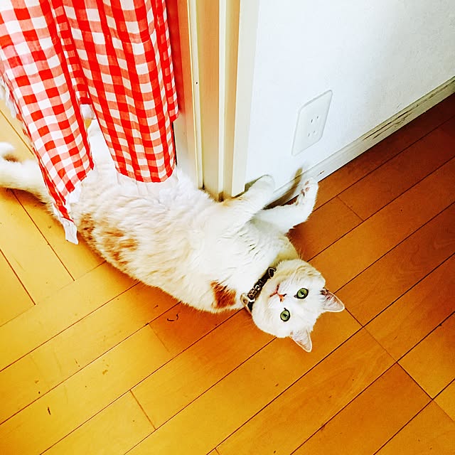 Watanabejunpilさんの実例写真
