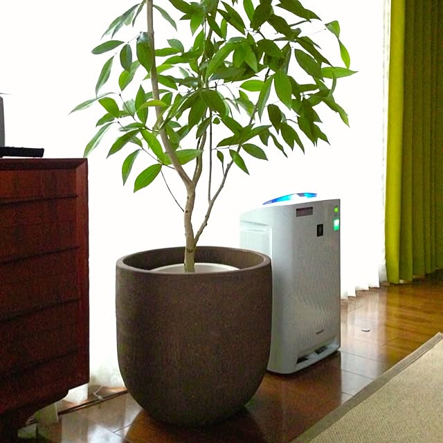 mashiwoさんの実例写真