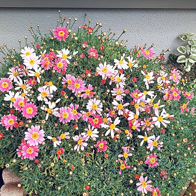 h.t.さんの実例写真