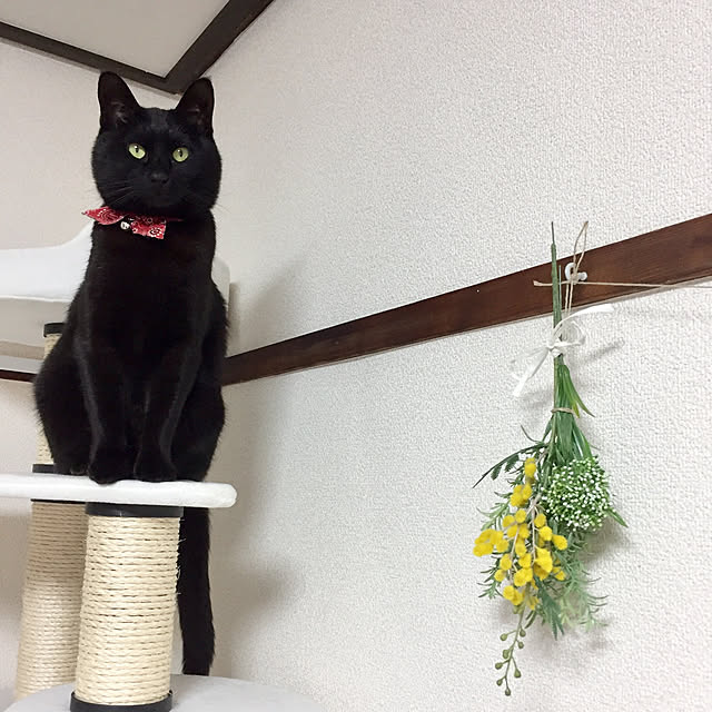 mayuさんの実例写真