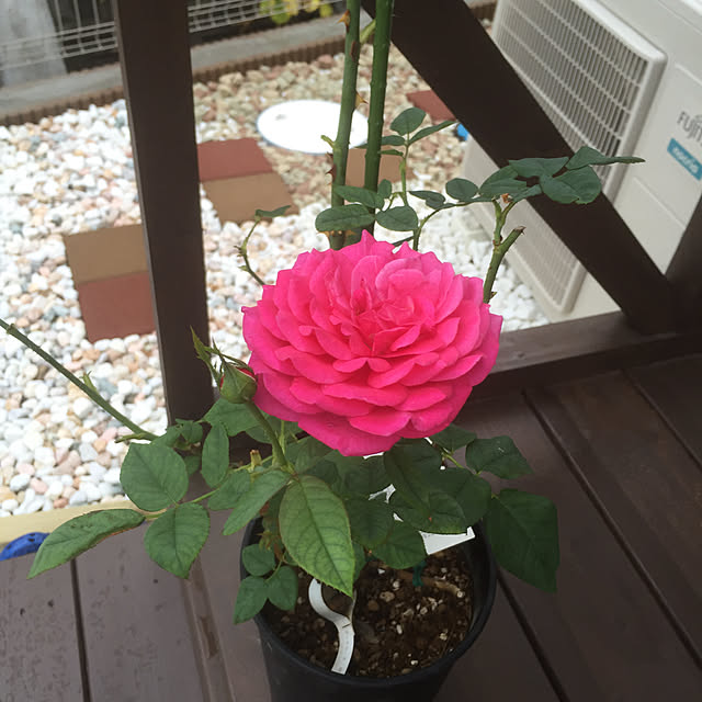 ROSEさんの実例写真