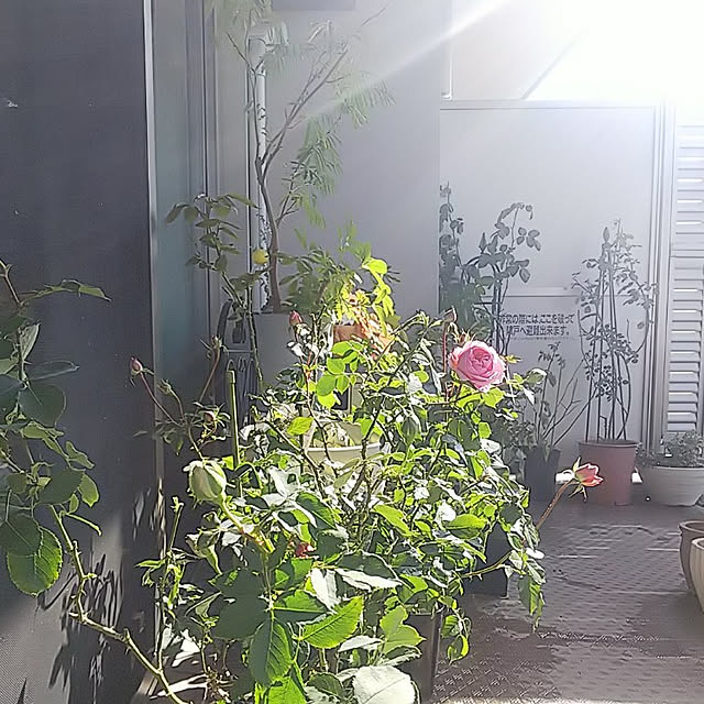 hiromimiさんの実例写真