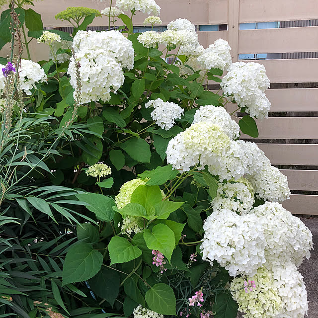 fuwalilyさんの部屋